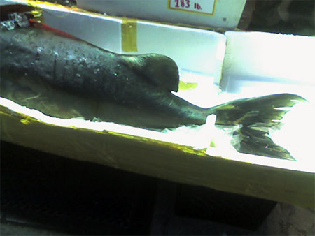 giant catfish 2